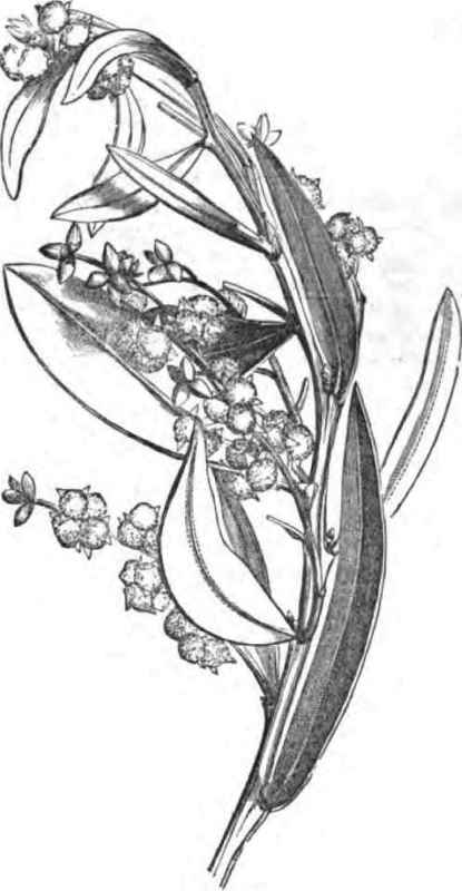 ACACIA MARGINATA.