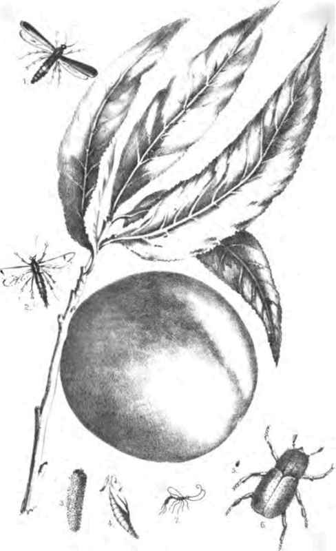 I.AGERlA EXITIOSA. FEMALE. 2. MALE. 3. FOLLICLE. 4. PUPA CAST.