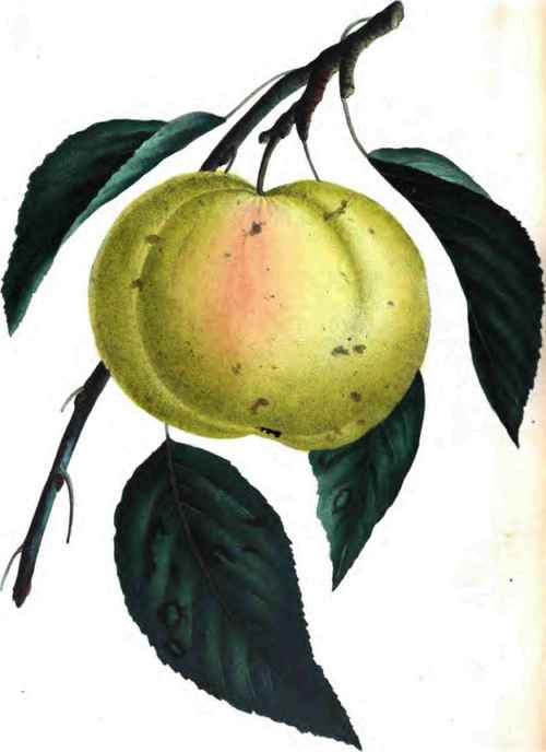 Keim Apple