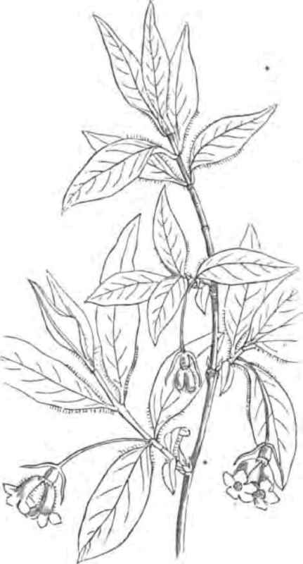 Lonicera Angustifolia 130037