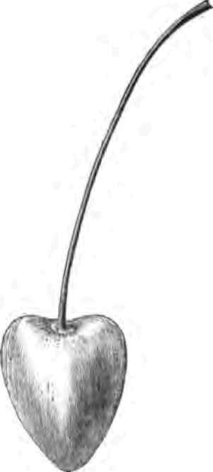 Ludwig's Bigarreau Cherry.