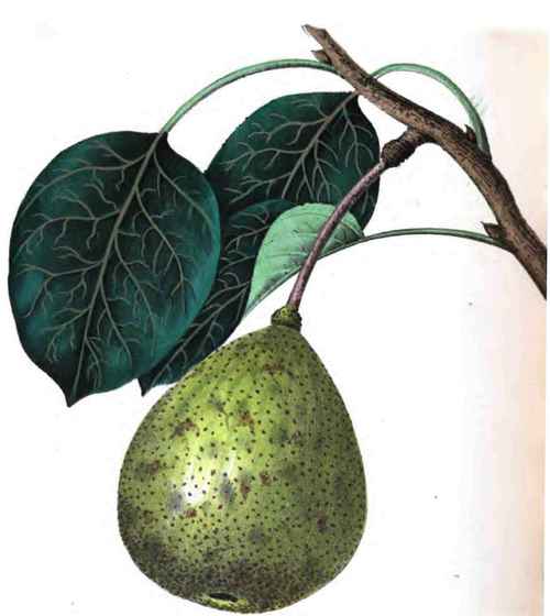 Nabours Pear