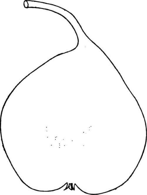 ROUSSELET DOUBLE, ESPEREN.