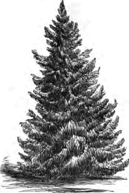 The American Med Spruce,
