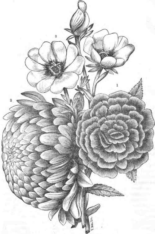 1. BALSAM.