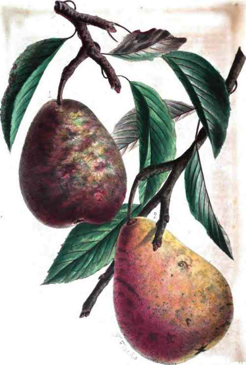 Buffum Pears. DECENNIAL.