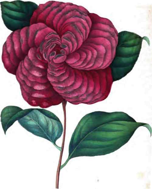 Camellia Spiralis Rubra.