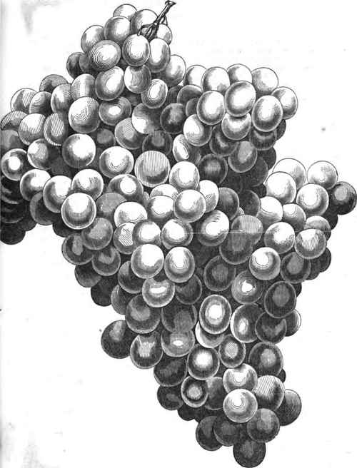 Canadian Chief Grape.