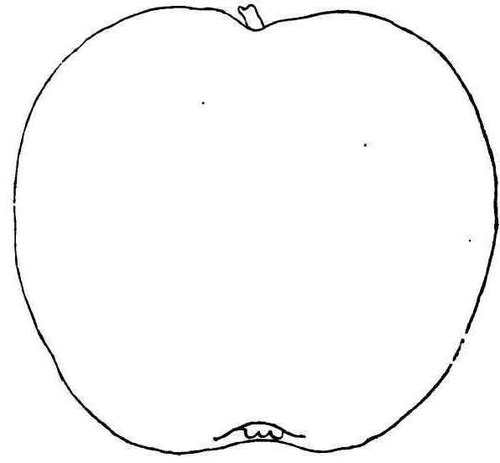 Christiana Apple.