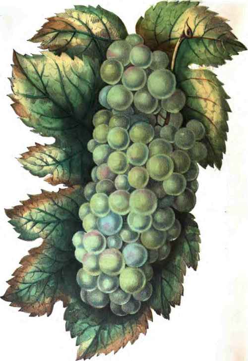 Clara Grape