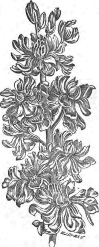 GERMAN TEH WEEK STOCK.