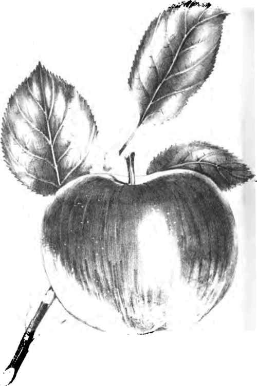 May Editor s Drawer City Life Compared To That In  150075