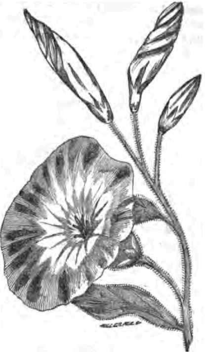 DWARF CONVOLVULUS.