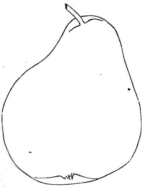 WILLIAMS' FAVORITE APPLE.