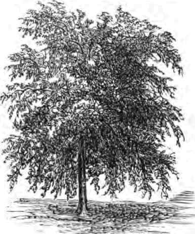 European Weeping Ash.