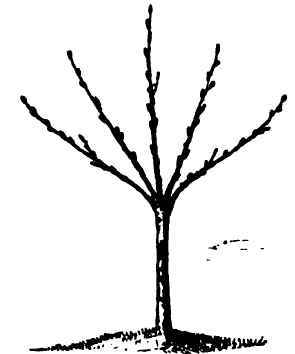 Fancy Training Of Fruit-Trees 110045