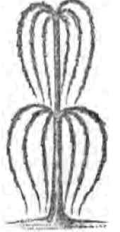 Fancy Training Of Fruit-Trees 110047