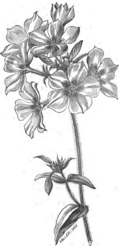 PHLOX DRUMMONDI.