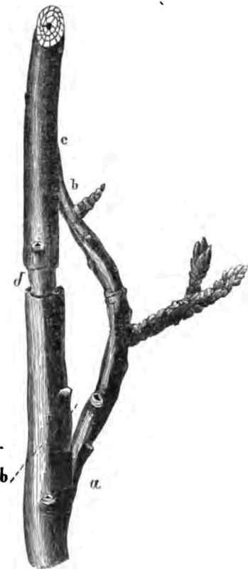 Fruit Bud Grafting 16006