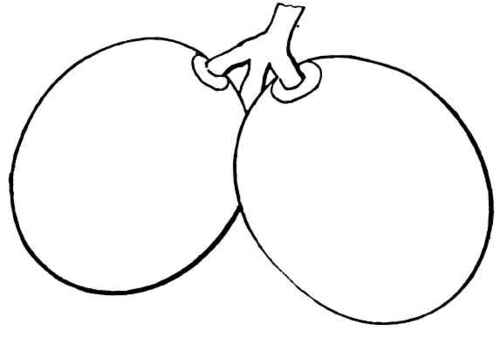 Golden Champion Grape.