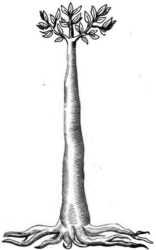 Imagine the root to be spred farre wider.