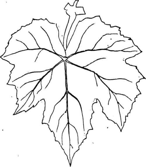 Leaf of Ives Seedling.