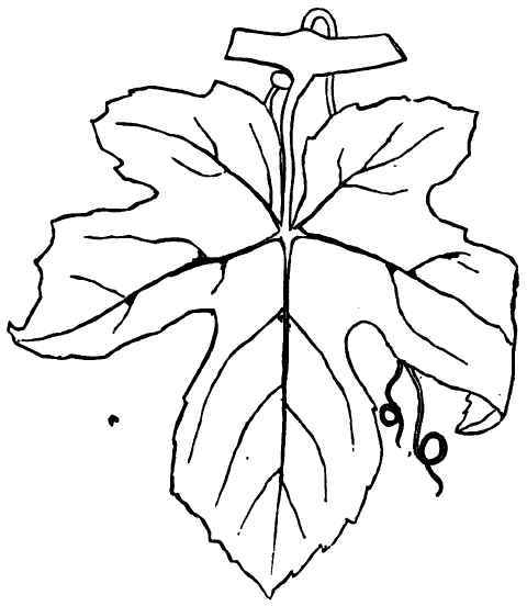 Leaf of the Adirondaa.