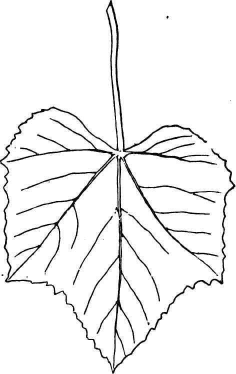 Leaf of the Concord.