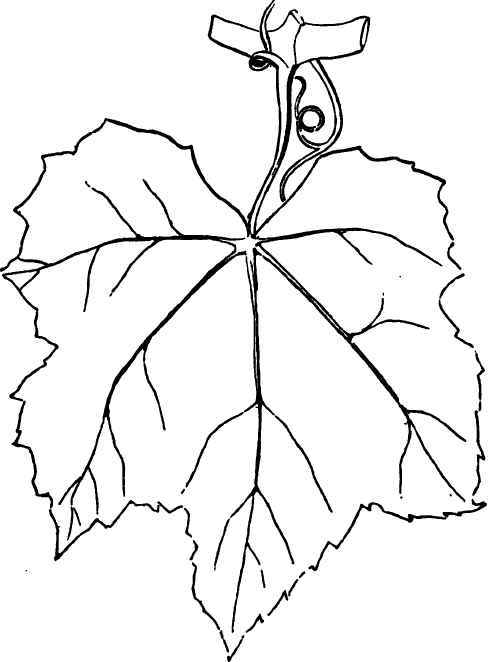 Leaf of the Iona.
