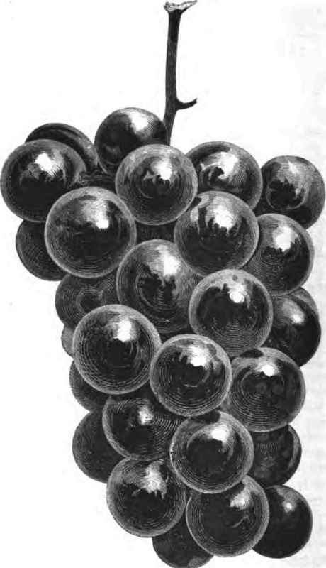 ROGERS's HYBRID, No. 4.