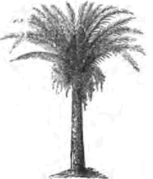 The Golden Date Phoenix Dactylifera By Wm N White  1500138