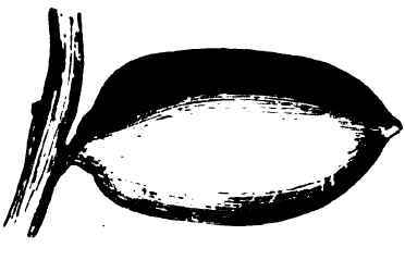 The Golden Date Phoenix Dactylifera By Wm N White  1500139