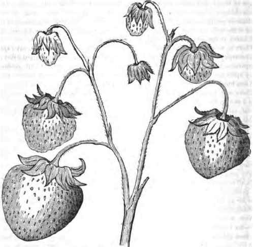 The Goliath Strawberry 70040