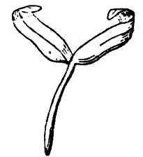 Germinating embryo of a maple.