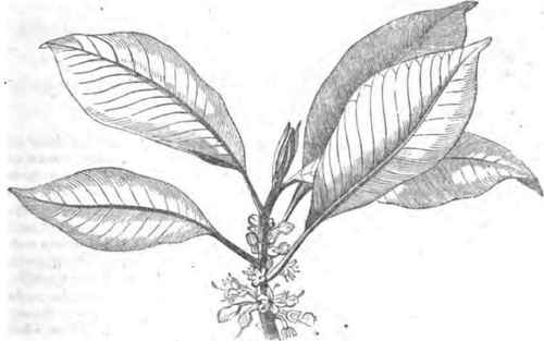 Gutta Percha 110068