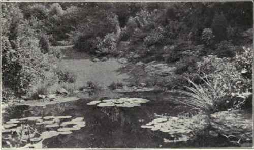 Plants For South Atlantic States 69