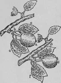 Gathering Fruit.