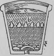 Potting Freesias.