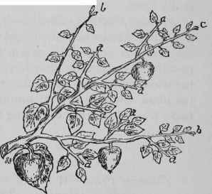 Summer Pruning: Apple.