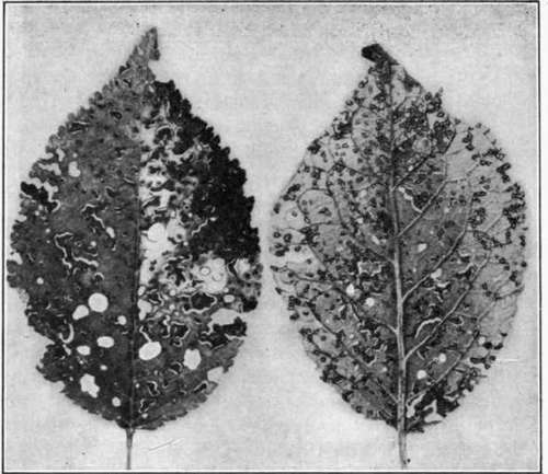 Fig. 105. Leaf Blight of plum. Note the shot hole effect. Upper surface