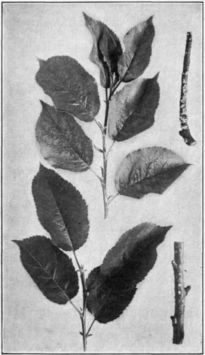 Fig. 108. Silver Leaf: leaves on upper shoot silvered; leaves on lower shoot healthy. Twigs at right showing fruiting bodies of the causal fungus.