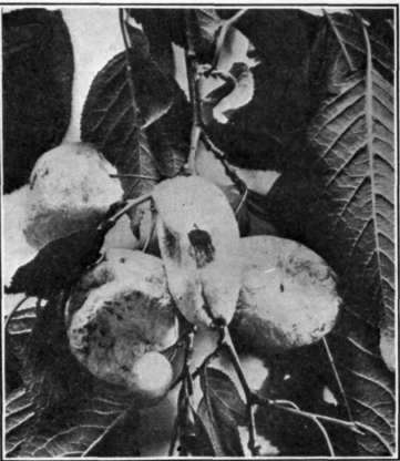 Fig. 109. Plum pockets.