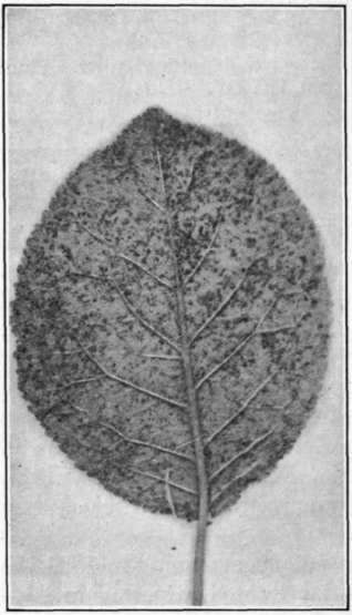 Fig. 110.   Plum rust, on lower surface of leaf.