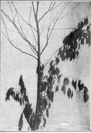 Fig. 111. Plum wilt.