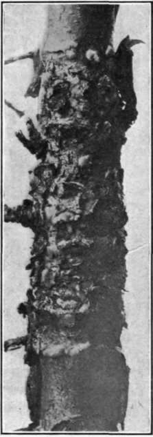 Fig. 116.   Quince rust on red cedar.