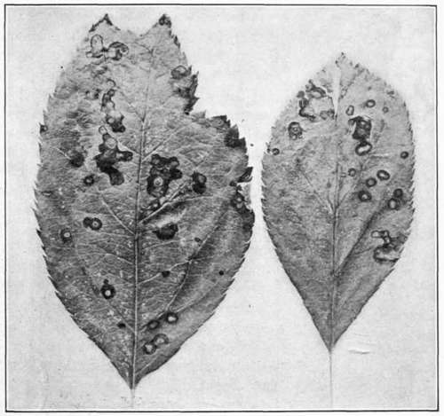 Fig. 12. Leaf Spot of apple.