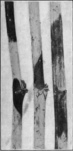 Fig. 122. Spur Blight of raspberry.