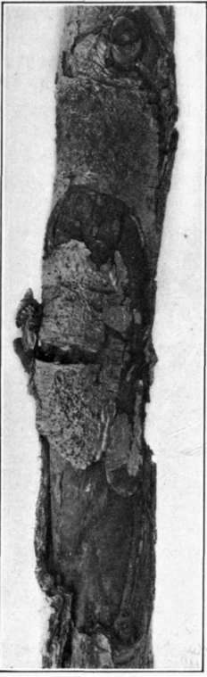 Fig. 13. Black Rot canker.