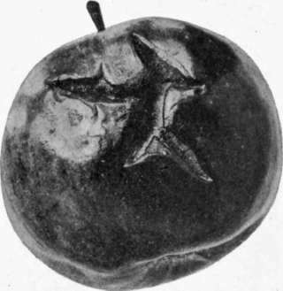 Fig. 15.   Apple blotch, late stage.