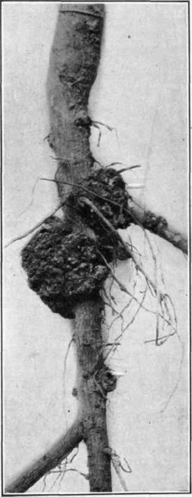 Fig. 30. Crown Gall on apple roots.